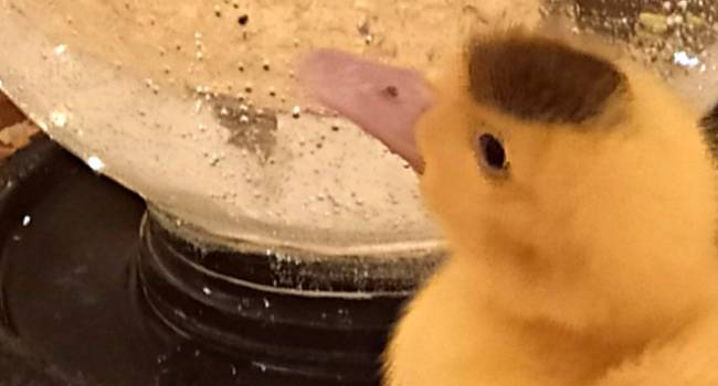 Утка Мулард в Орле