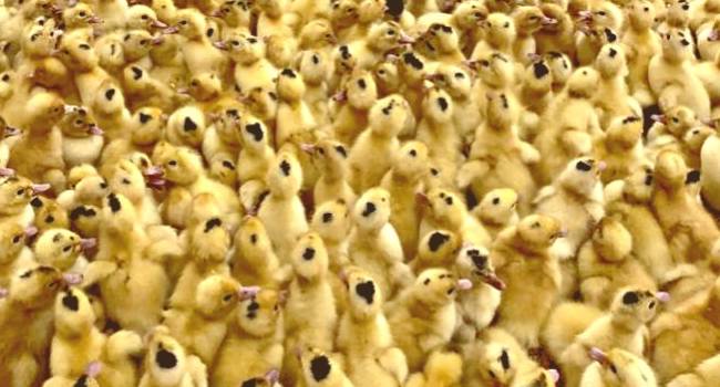 Утка Мулард в Орле