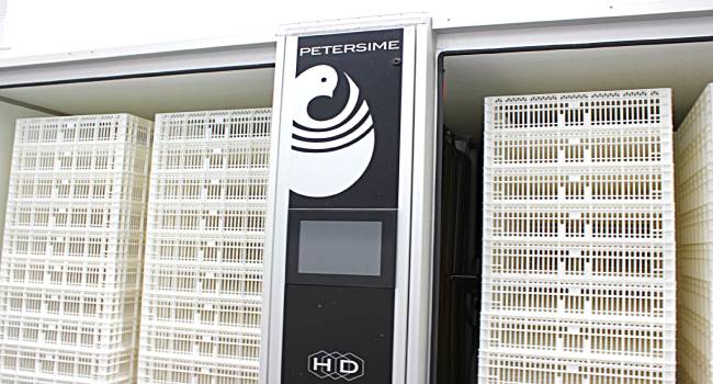 Утка Мулард в Орле